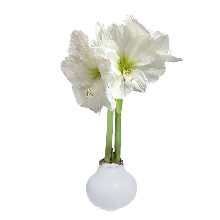 White Waxed Amaryllis Bulb