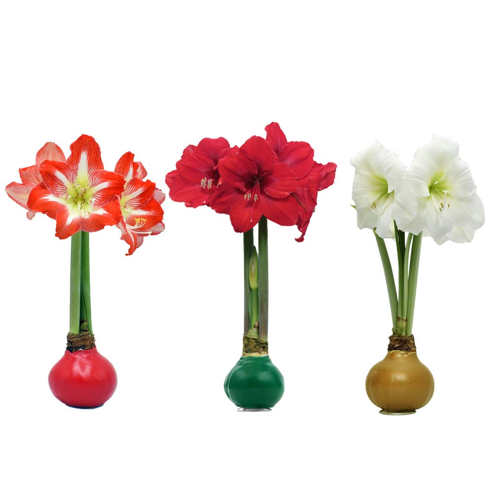 Christmas Waxed Amaryllis Bulb